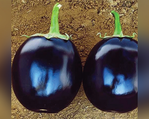 Ushakiran (F1 - HYB)